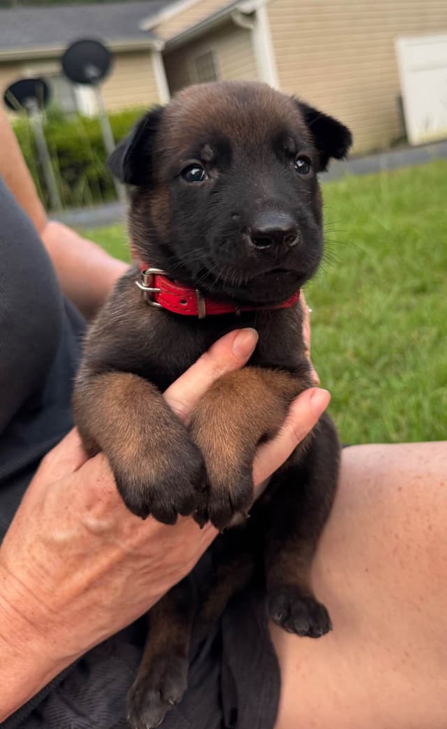Belgian Malinois Puppies: Superior Quality of Puppies for Sale media 9