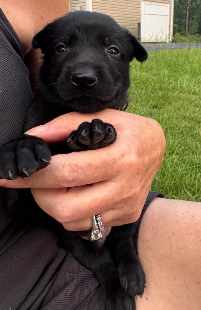 Belgian Malinois Puppies: Superior Quality of Puppies for Sale media 10
