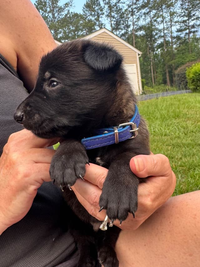 Belgian Malinois Puppies: Superior Quality of Puppies for Sale media 11