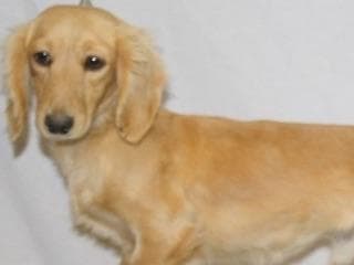 English Cream Long-Hair Dachshund Puppies breeder image 3