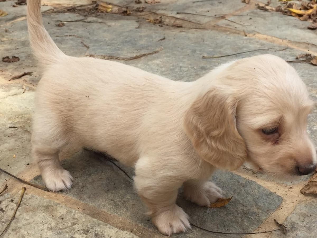 English Cream Long-Hair Dachshund Puppies breeder image 5