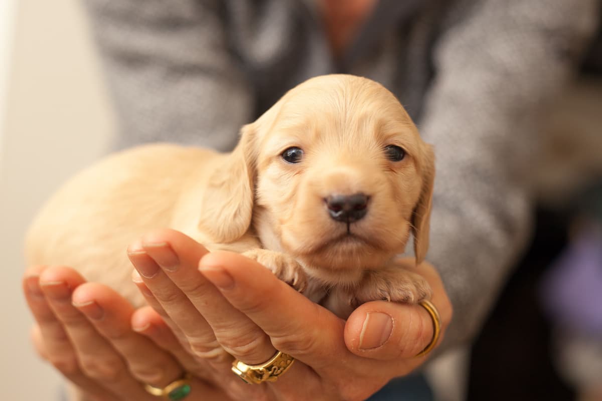 English Cream Long-Hair Dachshund Puppies breeder image 1