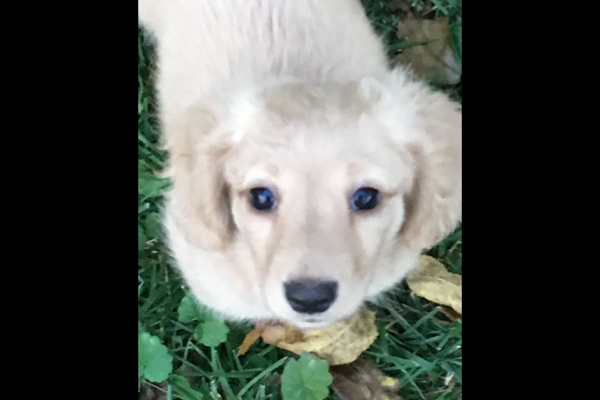 English Cream Long-Hair Dachshund Puppies breeder image 6