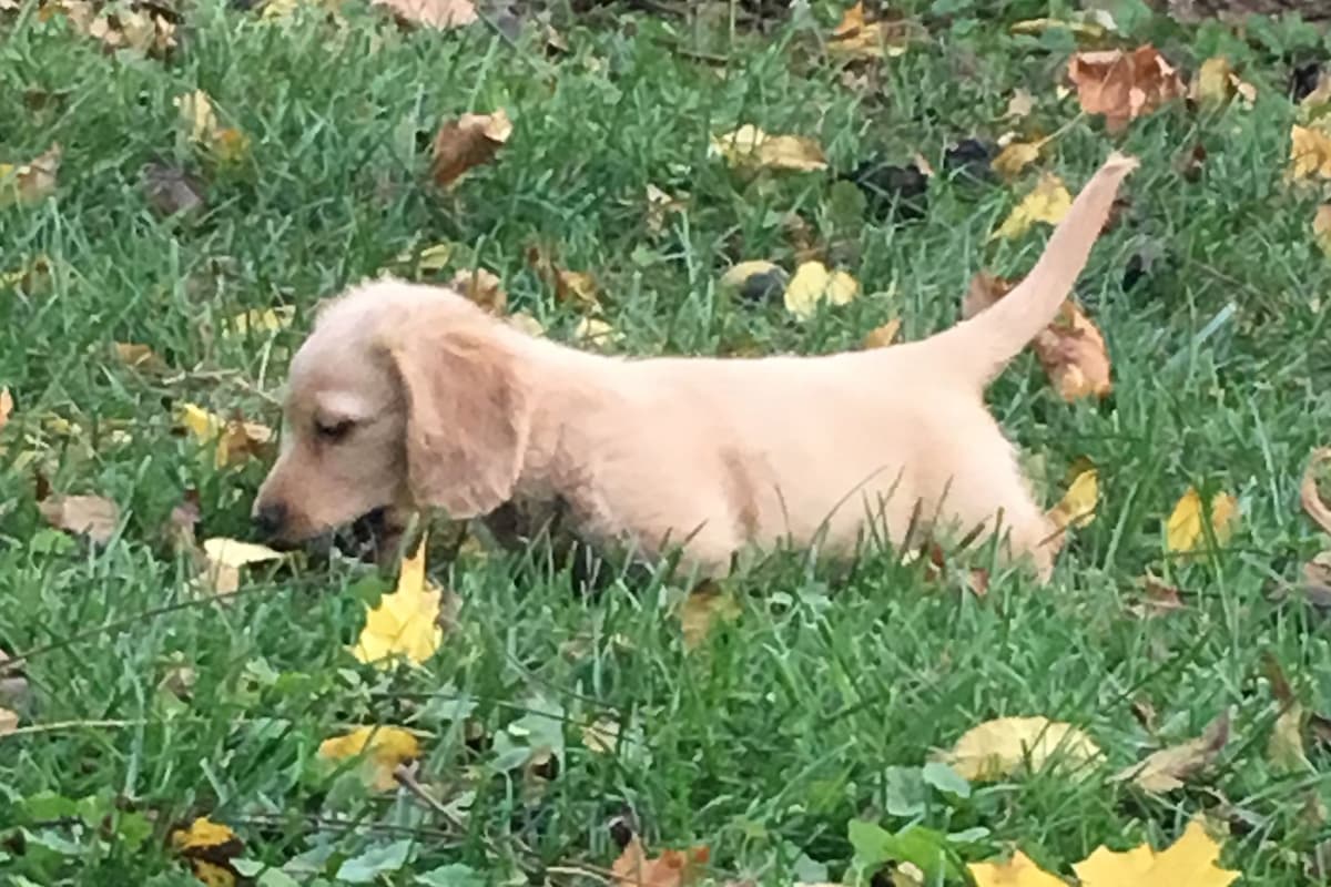 English Cream Long-Hair Dachshund Puppies breeder image 8
