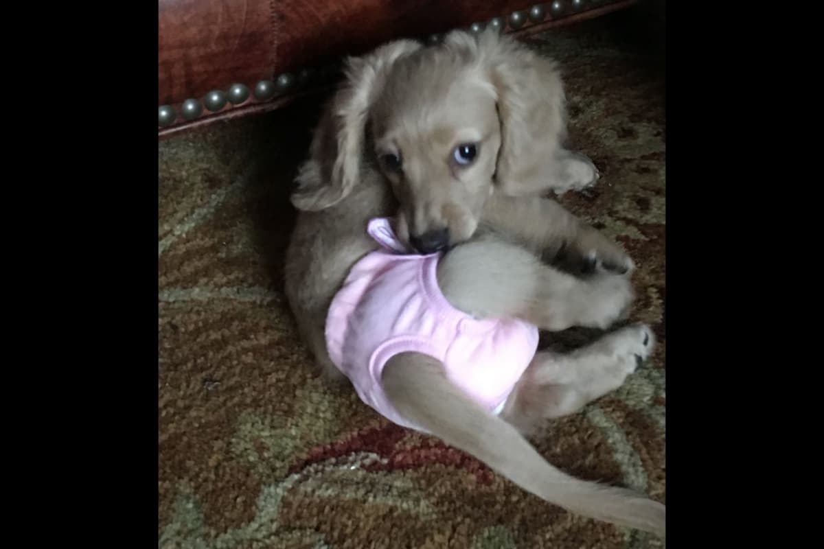 English Cream Long-Hair Dachshund Puppies breeder image 10