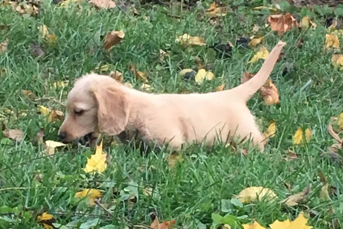 English Cream Long-Hair Dachshund Puppies breeder image 11