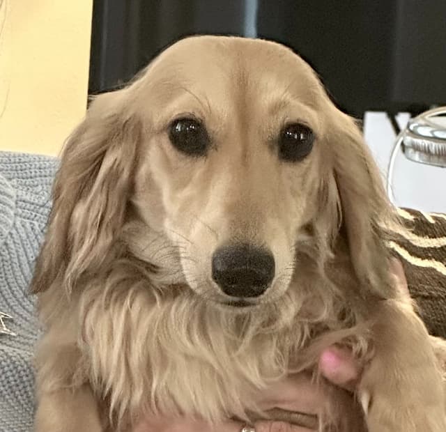 English Cream Long-Hair Dachshund Puppies media 2