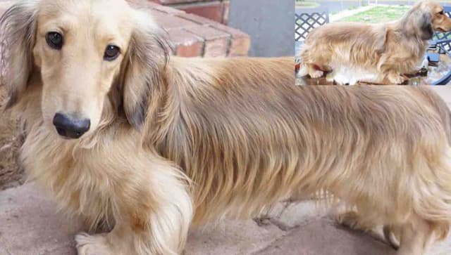 English Cream Long-Hair Dachshund Puppies media 3
