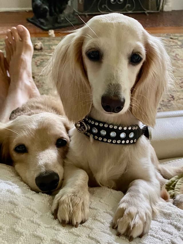 English Cream Long-Hair Dachshund Puppies media 4