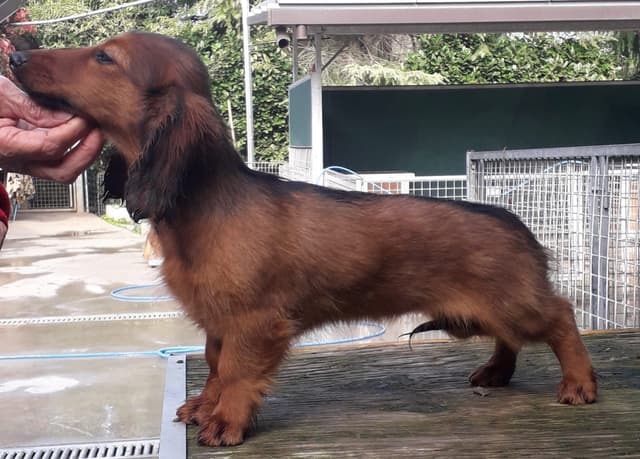 English Cream Long-Hair Dachshund Puppies media 5