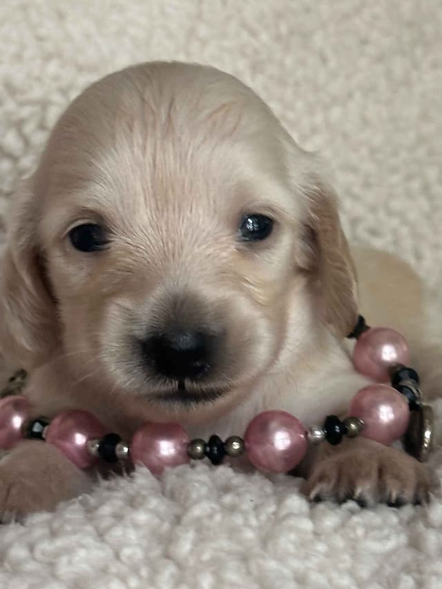 English Cream Long-Hair Dachshund Puppies media 7