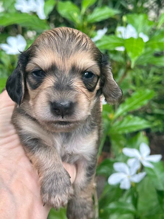 English Cream Long-Hair Dachshund Puppies media 8