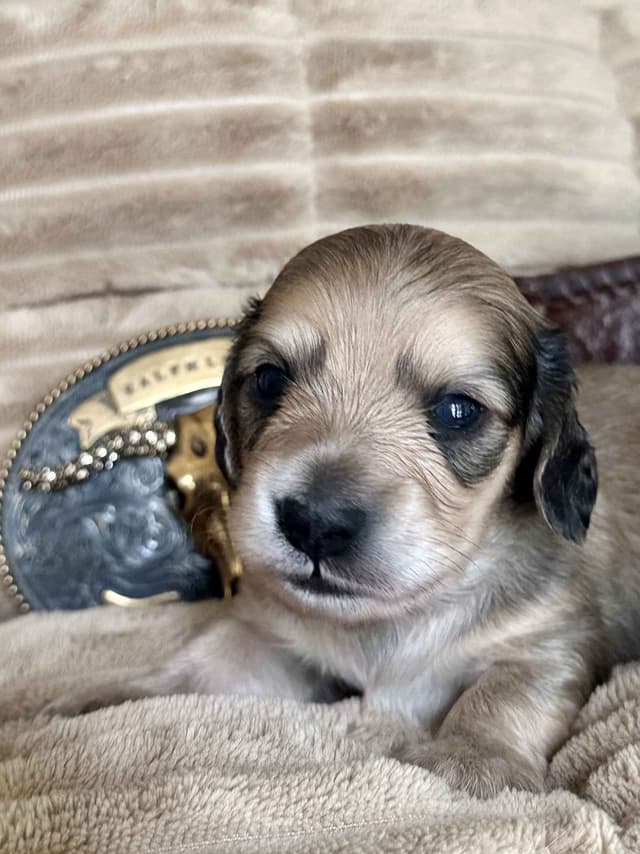 English Cream Long-Hair Dachshund Puppies media 9
