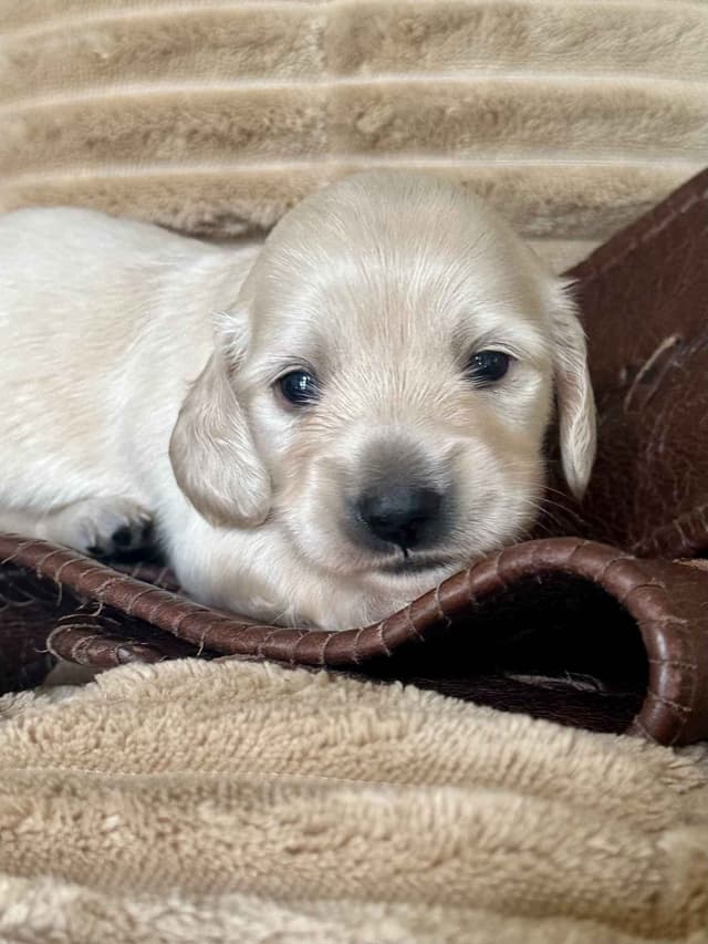 English Cream Long-Hair Dachshund Puppies media 10