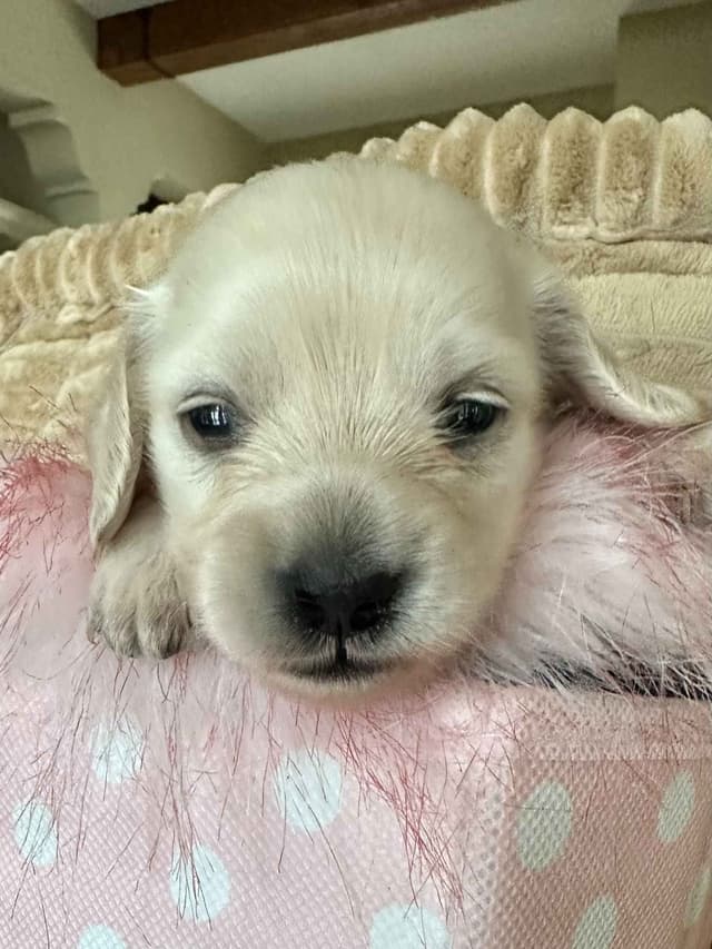 English Cream Long-Hair Dachshund Puppies media 11