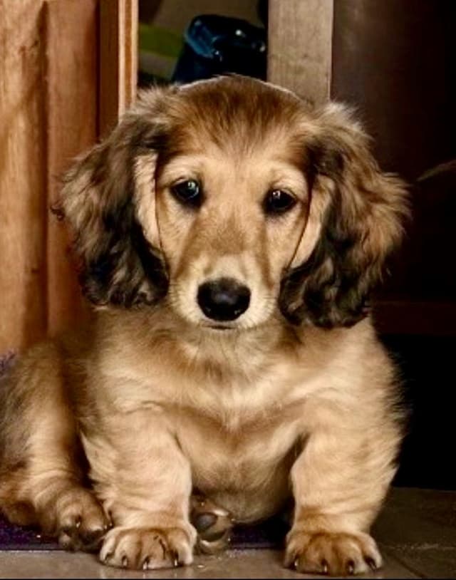 English Cream Long-Hair Dachshund Puppies media 12