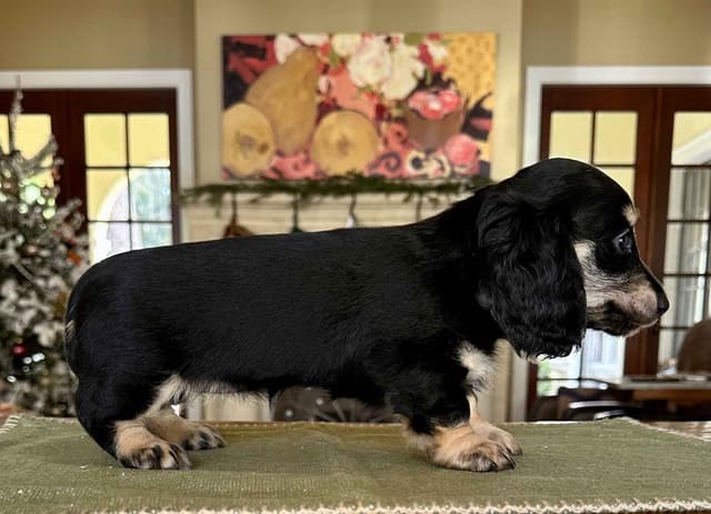 English Cream Long-Hair Dachshund Puppies media 13