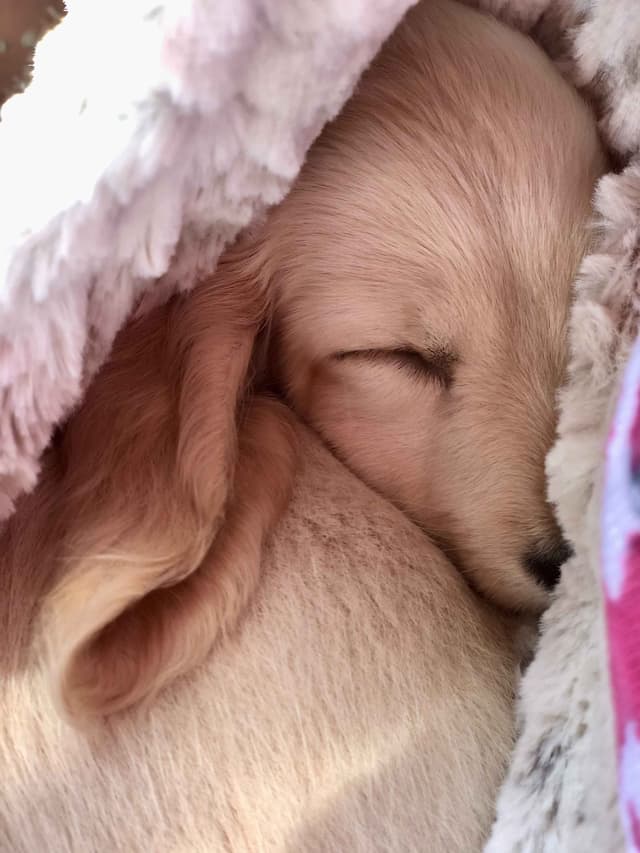 English Cream Long-Hair Dachshund Puppies media 14