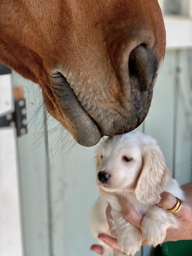 English Cream Long-Hair Dachshund Puppies media 15