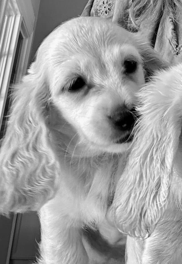 English Cream Long-Hair Dachshund Puppies media 16