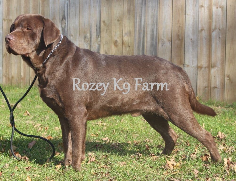 Black Great Dane Puppy breeder image 2