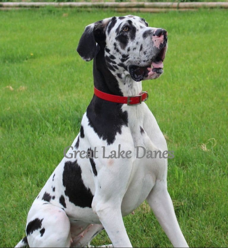 Black Great Dane Puppy breeder image 6