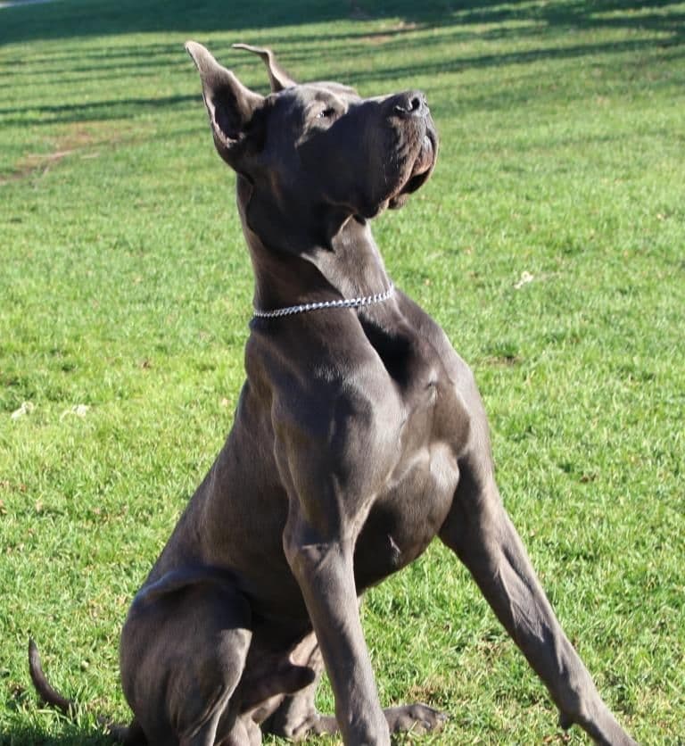 Black Great Dane Puppy breeder image 10