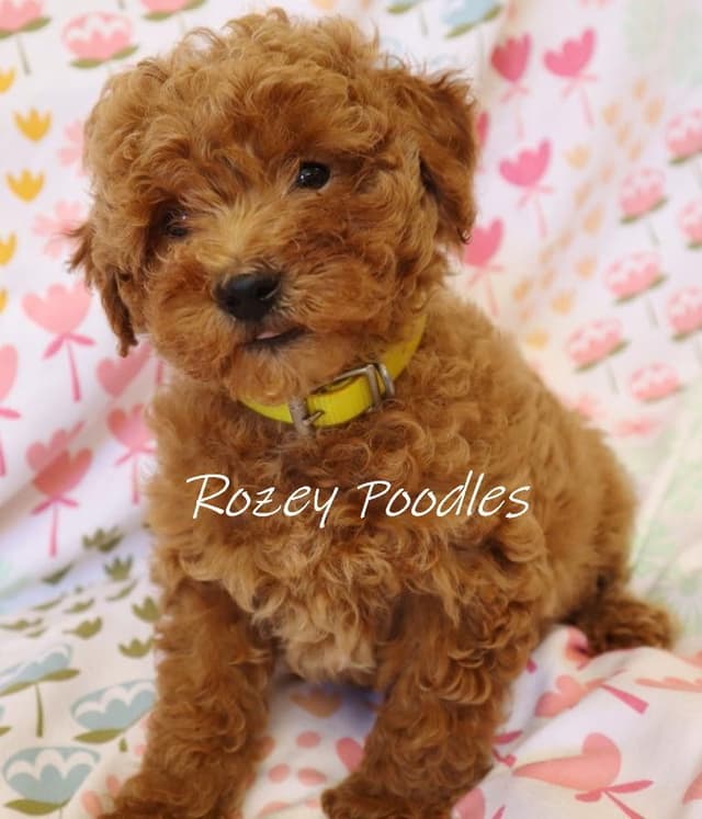 Red and Apricot Toy Poodle Puppies media 2