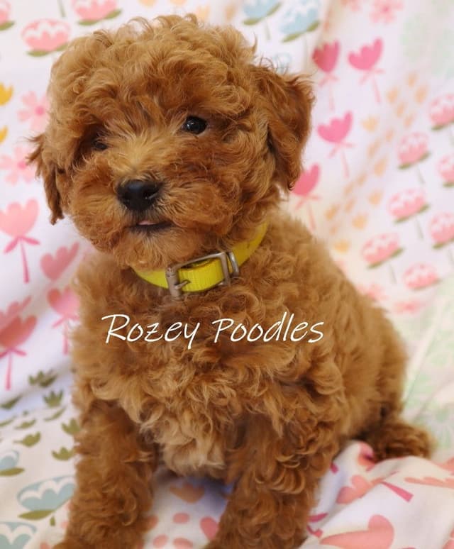 Red and Apricot Toy Poodle Puppies media 3