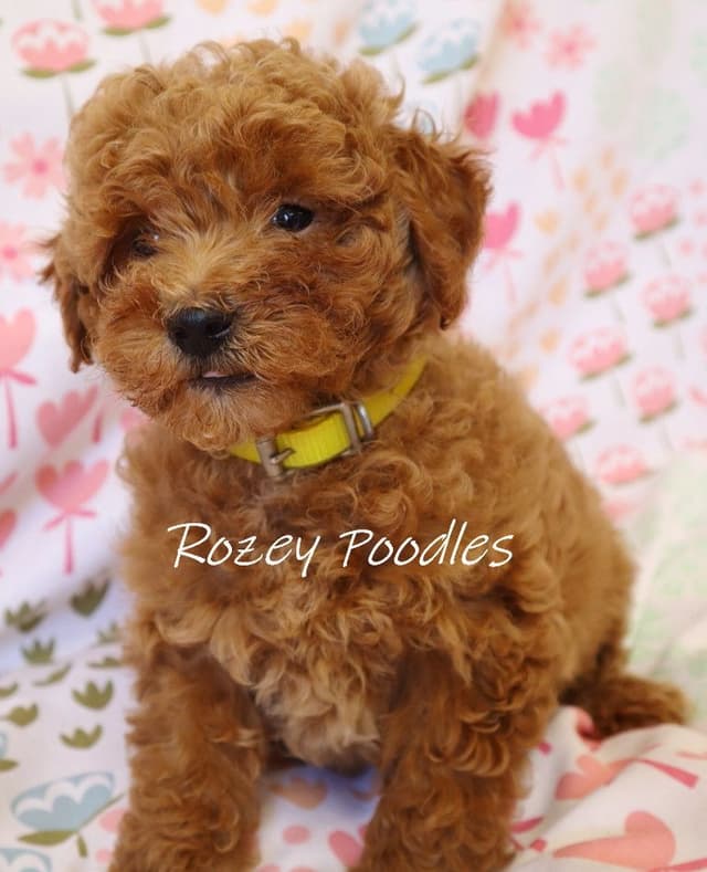 Red and Apricot Toy Poodle Puppies media 4
