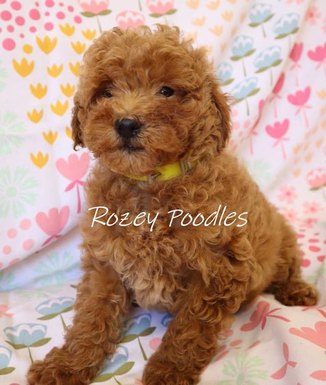 Red and Apricot Toy Poodle Puppies media 5
