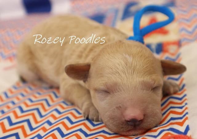 Apricot and Red Miniature Poodle Puppies in Michigan media 2