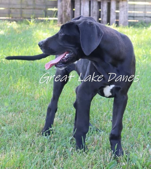 Black Great Dane Puppy media 3