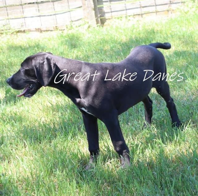 Black Great Dane Puppy media 2
