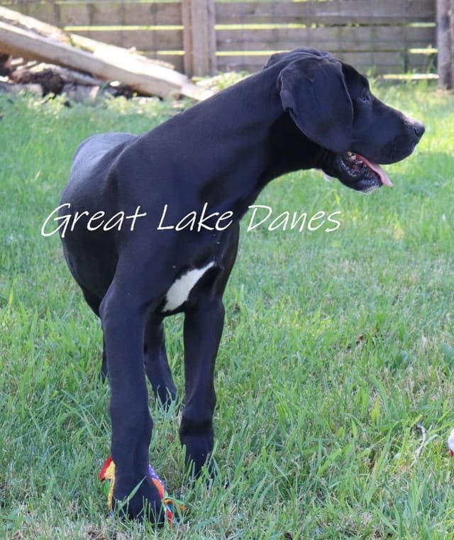 Black Great Dane Puppy media 4