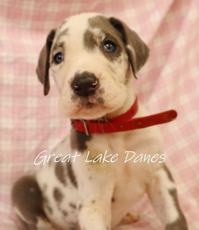 Harlequin and Merle Great Dane Puppies media 9