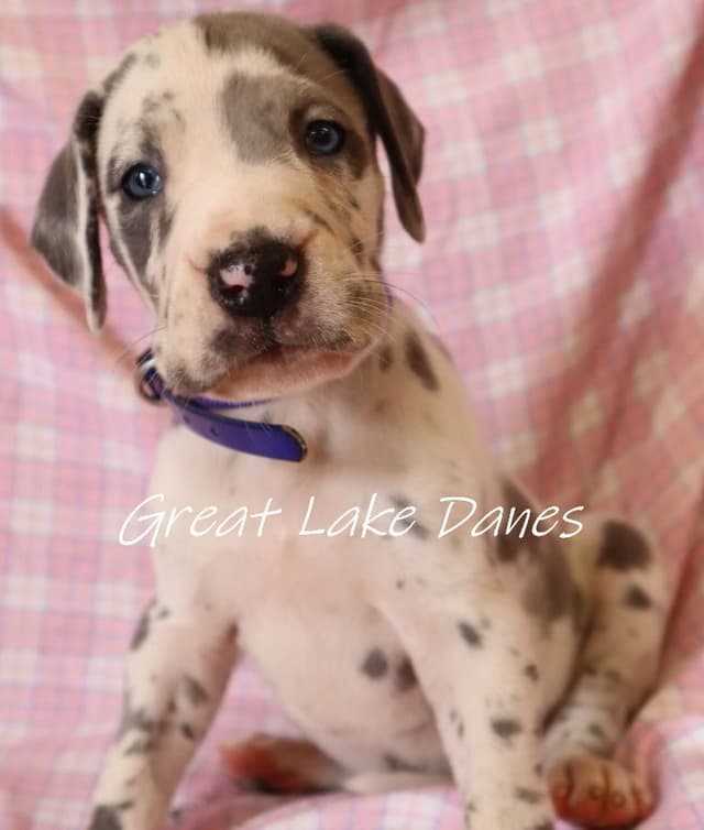Harlequin and Merle Great Dane Puppies media 5