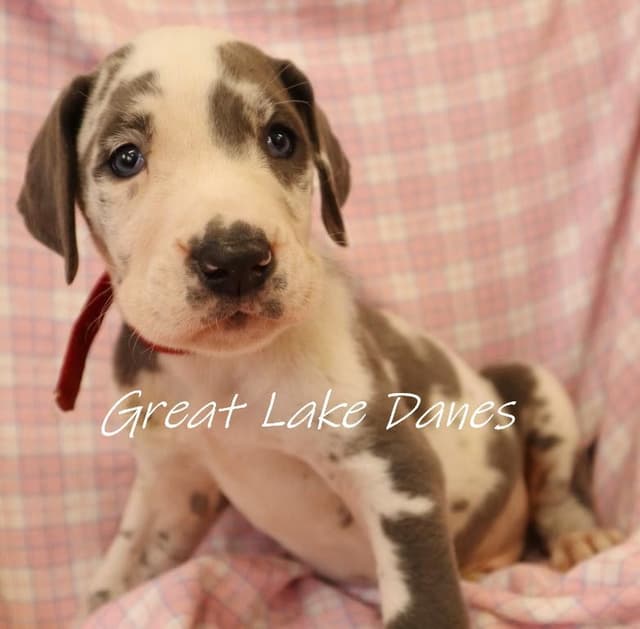 Harlequin and Merle Great Dane Puppies media 7