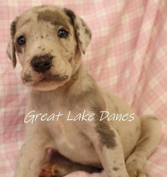 Harlequin and Merle Great Dane Puppies media 3