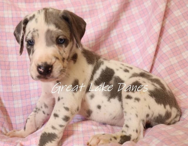 Harlequin and Merle Great Dane Puppies media 6