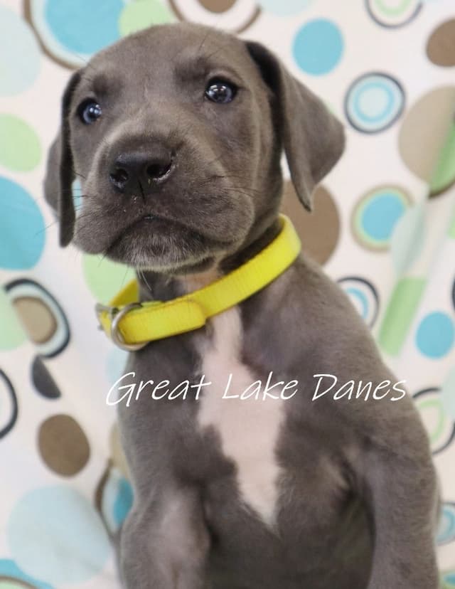 Great Dane Puppies media 3