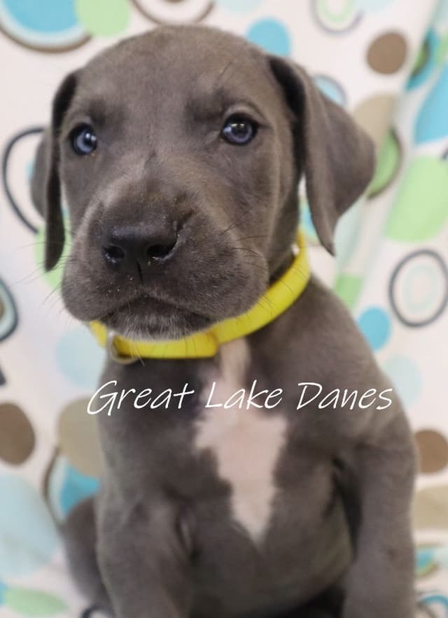 Great Dane Puppies media 2