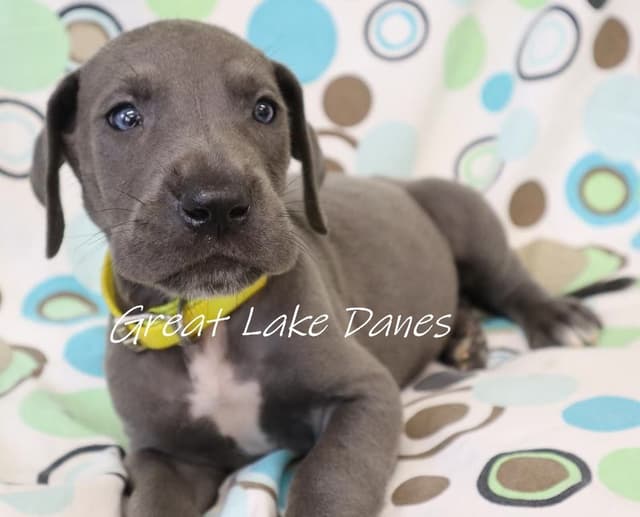 Great Dane Puppies media 4