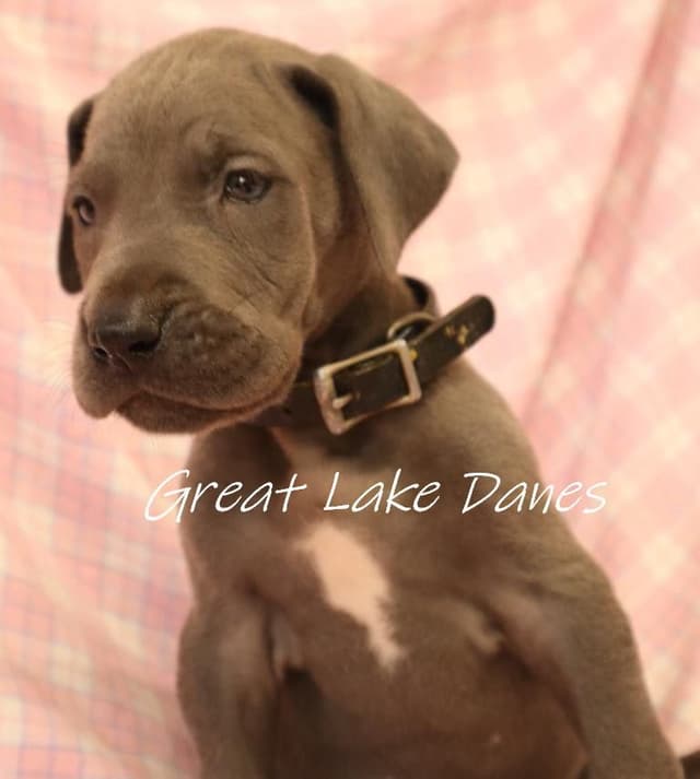 Great Dane Puppies media 10