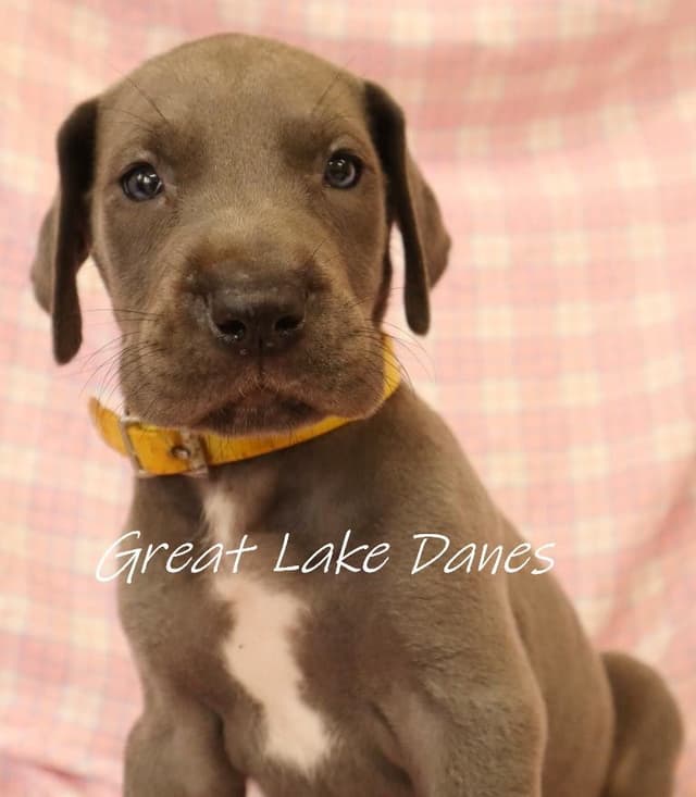 Great Dane Puppies media 13
