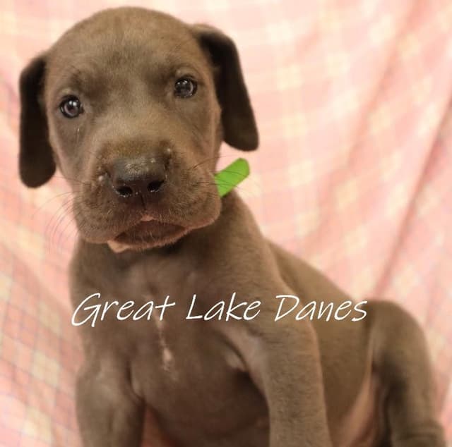Great Dane Puppies media 5