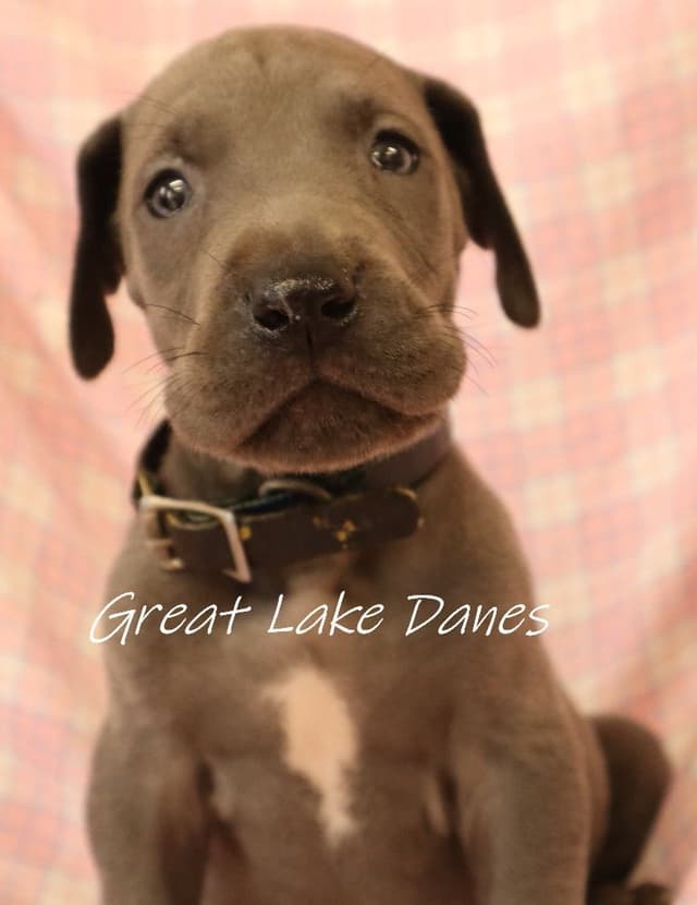 Great Dane Puppies media 8