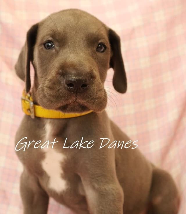 Great Dane Puppies media 12