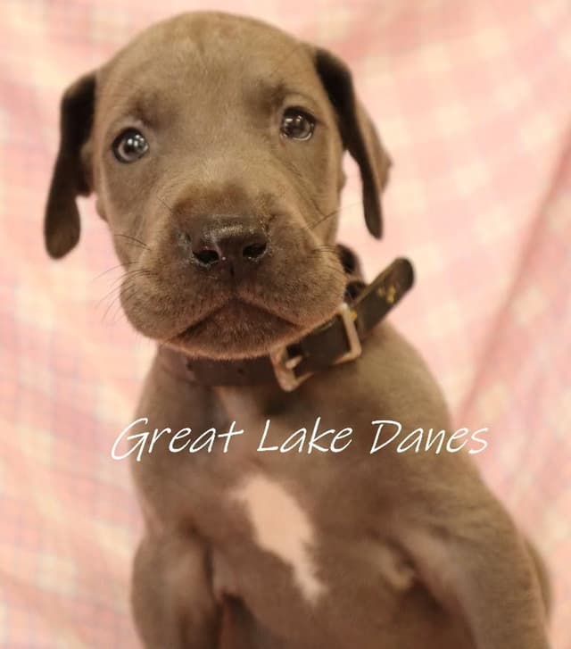 Great Dane Puppies media 9