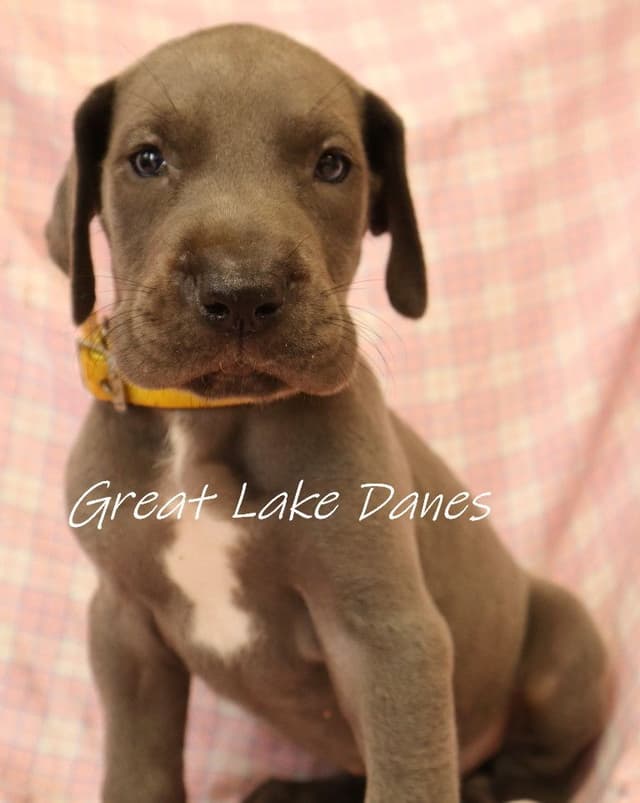 Great Dane Puppies media 14